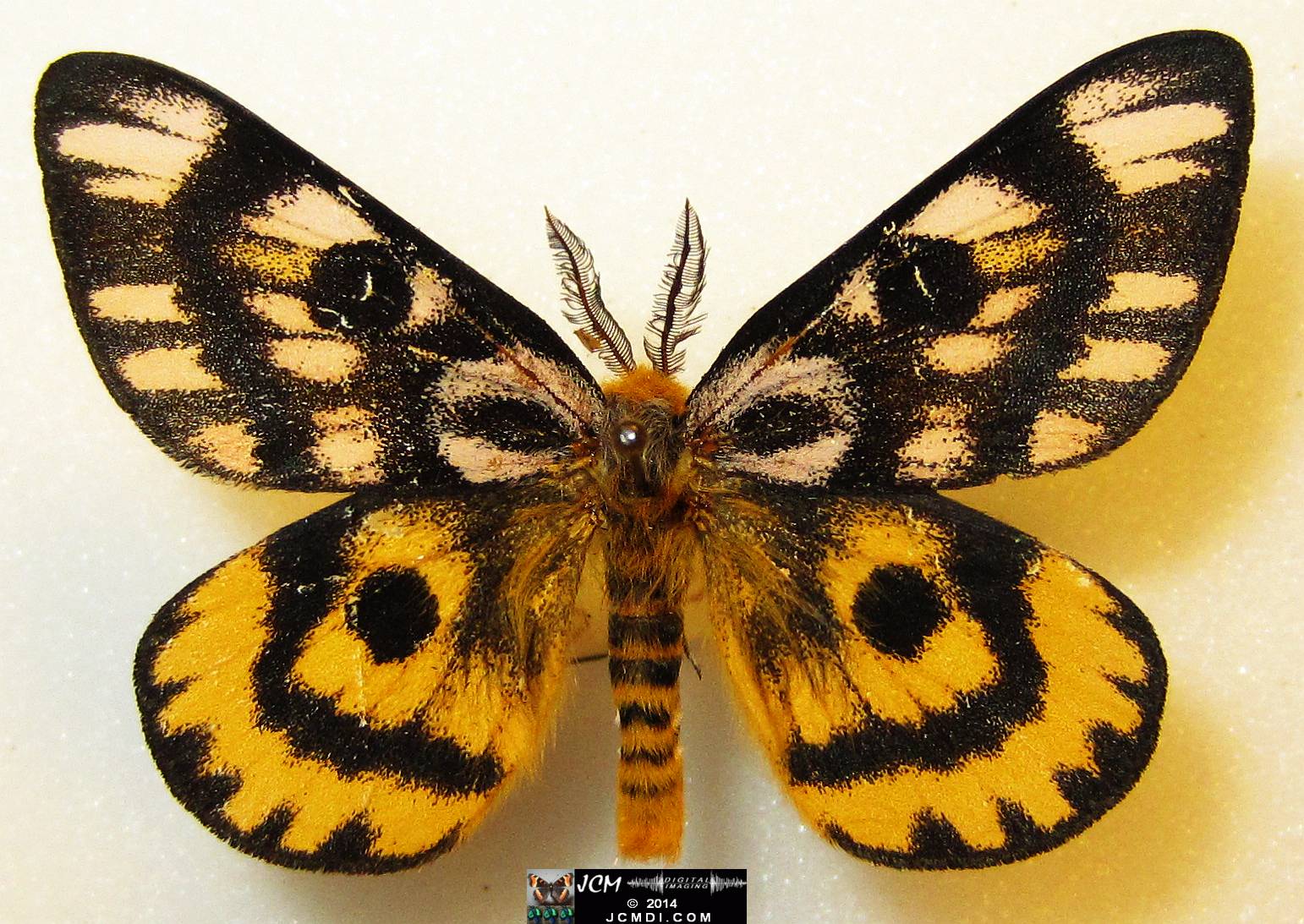 Hemileuca eglanterina male (Little Walker River)